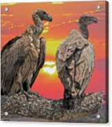 African Vultures At Sunset Cps Acrylic Print