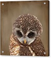 African Wood Owl-2 Acrylic Print