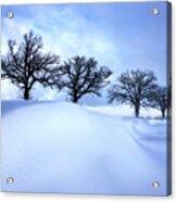After The Storm - Oak Trees With Snowdrift After A Snowstorm Acrylic Print