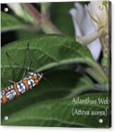 Ailanthus Webworm Moth Acrylic Print