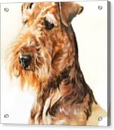 Airedale Portrait In Watercolor Acrylic Print