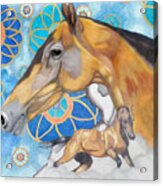 Akhal-teke Horse Acrylic Print