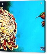 Allen's Hummingbird And Chrysanthemum Acrylic Print