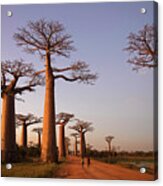 Alley Of The Baobabs, Madagascar Acrylic Print