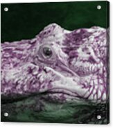 Alligator In Infrared Acrylic Print