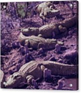 Alligators Acrylic Print