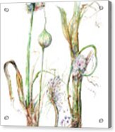 Allium Ampeloprasum Acrylic Print