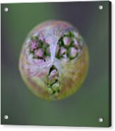 Allium Covid Flower Acrylic Print