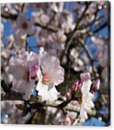 Almond Blossom 4 Acrylic Print