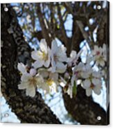 White Flowers In The Penumbra Of The Almond Tree Acrylic Print