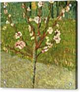 Almond Tree In Blossom Acrylic Print