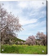 Almond Trees Bloom In Spring Against Blue Sky. Acrylic Print