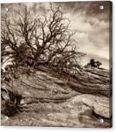 Along The Mesa Arch Trail In Monochrome Acrylic Print