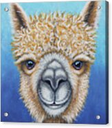 Alpaca Whimsy Acrylic Print