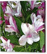 Alstroemeria Pink And White Acrylic Print