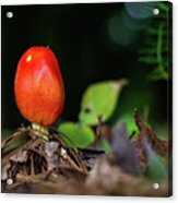 Amanita Jacksonii Acrylic Print