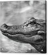 American Alligator By The Neuse River In North Carolina Acrylic Print