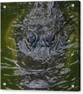 American Alligator Acrylic Print