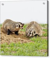 American Badger Cub Tries To Get Mom To Play Acrylic Print