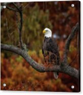American Bald Eagle Acrylic Print