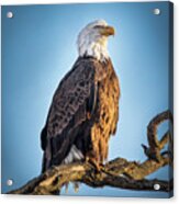 American Bald Eagle On A Branch Acrylic Print
