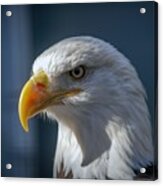 American Bald Eagle Portrait Acrylic Print