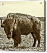 American Bison In Gold Sepia- Right View Acrylic Print
