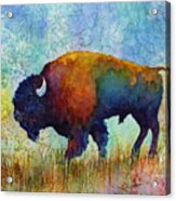 American Buffalo 5 Acrylic Print