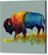 American Buffalo Iii-solid Background Acrylic Print