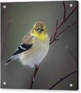 American Goldfinch In Winter Plumage Acrylic Print