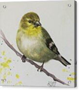 American Goldfinch Acrylic Print