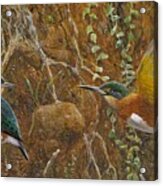 American Pygmy Kingfisher Acrylic Print