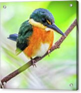 American Pygmy Kingfisher Wisirare Orocue Casanare Colombia Acrylic Print