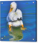 American White Pelican Acrylic Print