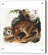 American Wildcat, Lynx. John Woodhouse Audubon Acrylic Print