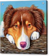 Ammo The Red Tricolor Australian Shepherd Acrylic Print