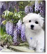 Among The Wisteria Acrylic Print