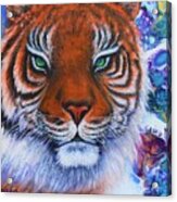 Amur Tiger Acrylic Print