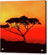 An Acacia Tree In The Sunset Acrylic Print