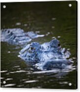 An Alligator In Shark Valley Acrylic Print
