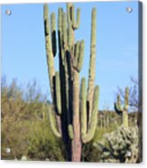 An Arizona Giant Saguaro Cactus Acrylic Print