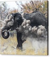 An Elephant Throws Dust On To Protect Itself From The Sun During Noon Acrylic Print