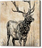 An Elk Study Acrylic Print