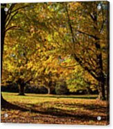 An Explosion Of Fall In Hamilton Massachusetts Yellow Trees Acrylic Print