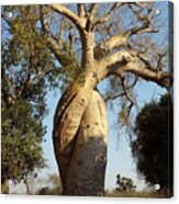 An Old Tree In Baobab Alley In Madagascar Kn8 Acrylic Print