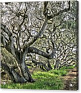 Ancient Oak Trees Acrylic Print