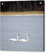 And I Will Follow. Whooper Swan Acrylic Print