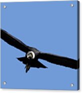 Andean Condor Vultur Gryphus, In Flight.k9 Acrylic Print