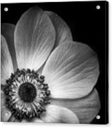 Anemone Flower Closeup In Black And White Acrylic Print