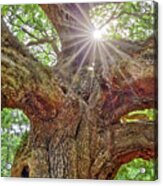 Angel Oak Tree Star Sc Acrylic Print